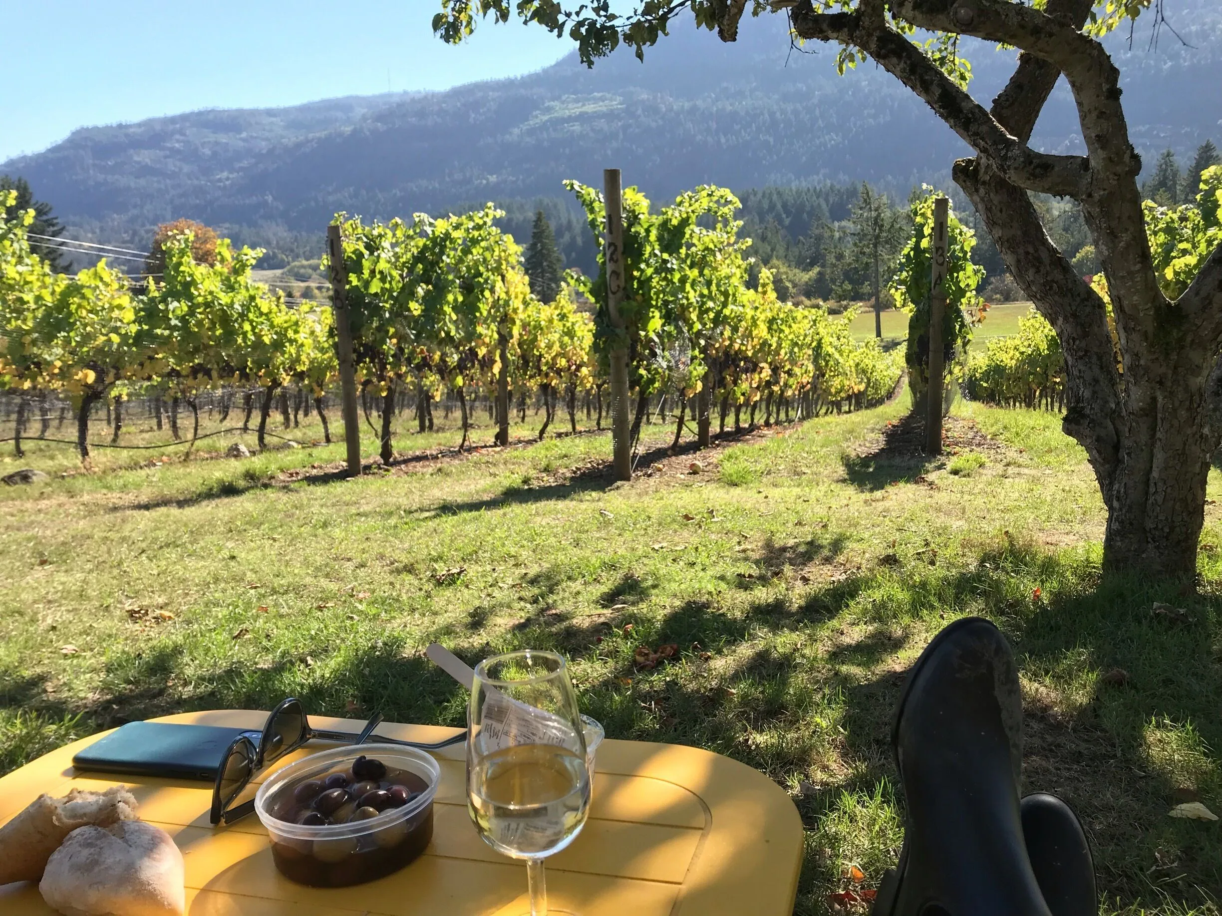 Garry Oaks